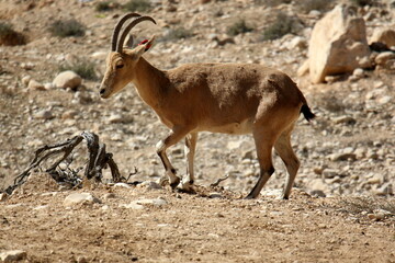Naklejka na ściany i meble The mountain goat lives in a zoo in Israel.