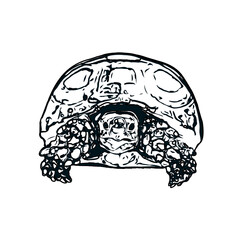 Black and white sketch of a turtle with transparent background