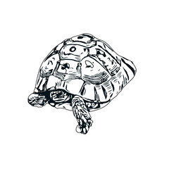 Black and white sketch of a turtle with transparent background