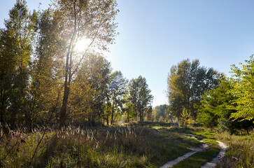 Road in forest against the sky and meadows. Beautiful landscape of trees and blue sky background