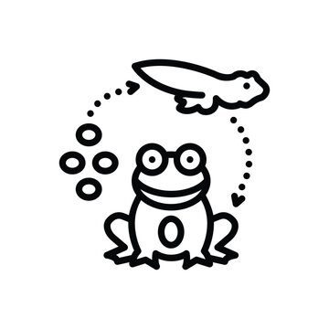 frog life cycle black and white clip art preview