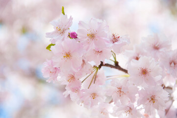 Pink flowers Cherry blossoms in Sakura spring season