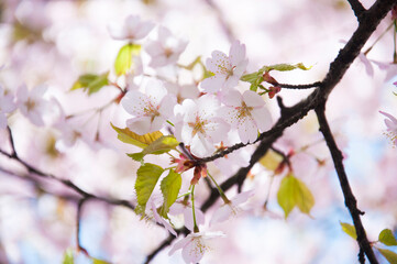 Pink flowers Cherry blossoms in Sakura spring season