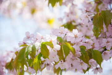 Pink flowers Cherry blossoms in Sakura spring season