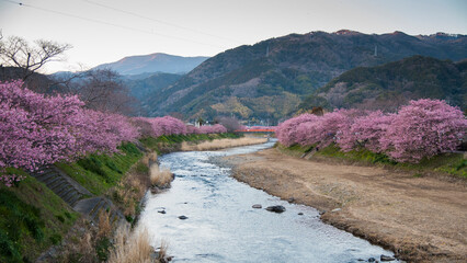 Kawazu Cherry Blossom Festival. The event celebrates the flowering of the Kawazu  Sakura blossom Cherry Trees