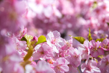 Beautiful spring Sakura flower or pink cherry blossom with depth of field