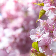 Beautiful spring Sakura flower or pink cherry blossom with depth of field