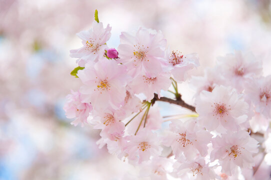 Pink flowers Cherry blossoms in Sakura spring season