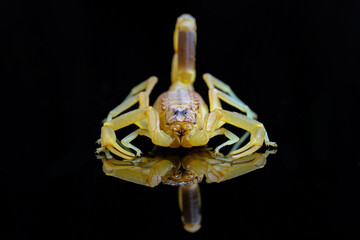 scorpion on black background