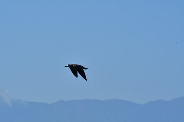 Fototapeta na wymiar Sea Gull flying on blue sky chile south america