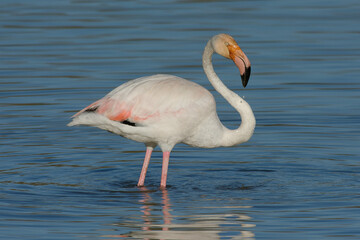 Greater Flamingo (Phoenicopterus roseus) in the water