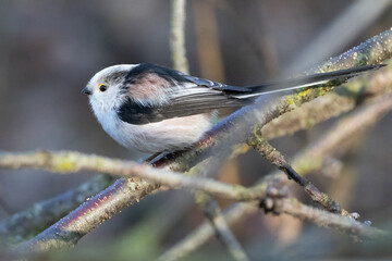 Schwanzmeise (Aegithalos caudatus)