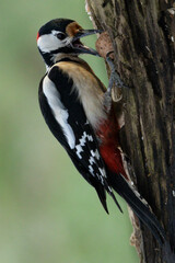 Buntspecht (Dendrocopos major)
