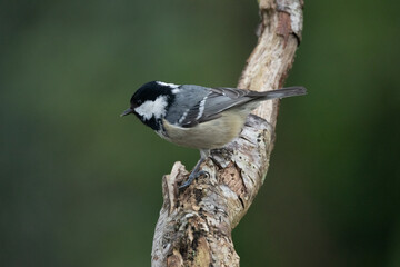 Tannenmeise (Periparus ater)