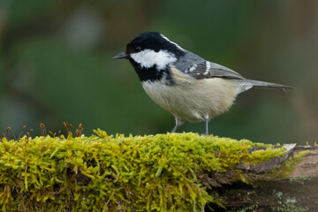 Tannenmeise (Periparus ater)