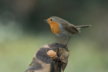 Rotkehlchen (Erithacus rubecula)