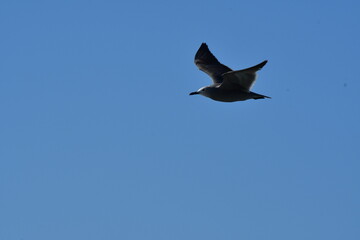 Sea Gull flying on blue sky chile south america