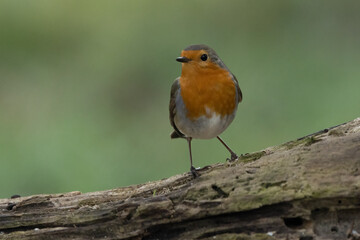 Rotkehlchen (Erithacus rubecula)