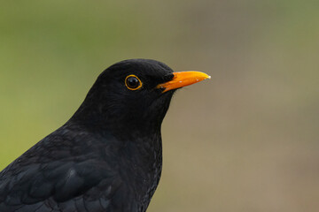 Amsel (Turdus merula)