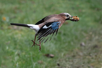 Eichelhäher (Garrulus glandarius)