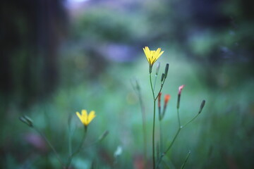 幻想的で美しい小さな黄色い草花