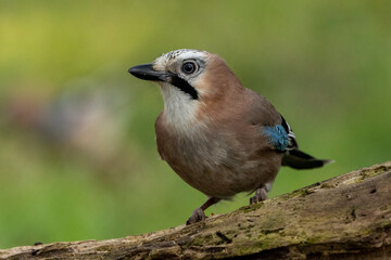 Eichelhäher (Garrulus glandarius)