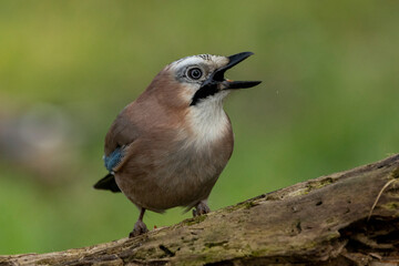 Eichelhäher (Garrulus glandarius)