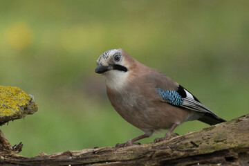 Eichelhäher (Garrulus glandarius)
