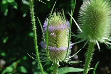flower of Dipsacus fullonum, syn. Dipsacus sylvestris, is a species of flowering plant known by the common names wild teasel or fuller's teasel - obrazy, fototapety, plakaty