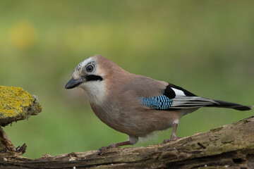 Eichelhäher (Garrulus glandarius) 