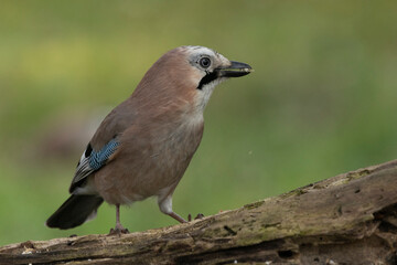 Eichelhäher (Garrulus glandarius) 