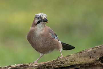 Eichelh&auml;her (Garrulus glandarius) 