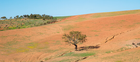 Morocco landscape with tree on dry ground