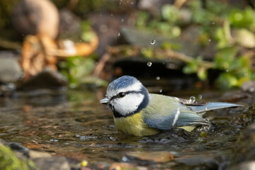 Blaumeise (Cyanistes caeruleu) badet