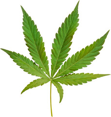 cannabis, hemp leaf cut out on transparent background.