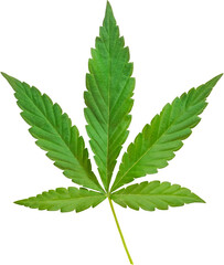 cannabis, hemp leaf cut out on transparent background.