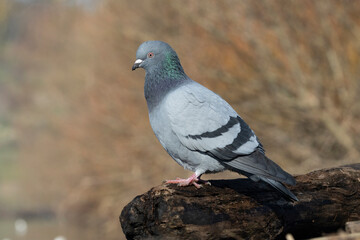 Stadttaube oder Straßentaube (Columba livia)