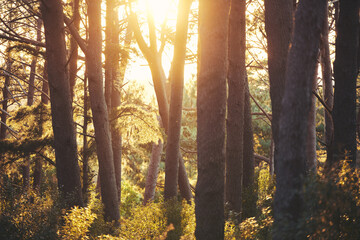 Sunrise, sunshine or trees in nature forest, trekking woods or earth growth in Japan adventure,...