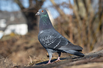 Stadttaube oder Straßentaube (Columba livia)