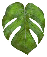 Monstera deliciosa green leaf, swiss cheese plant with watercolor drawing style isolated on background. Decorative design elements.