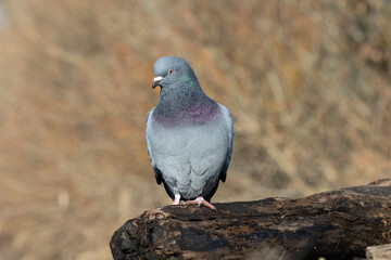 Stadttaube oder Straßentaube (Columba livia)