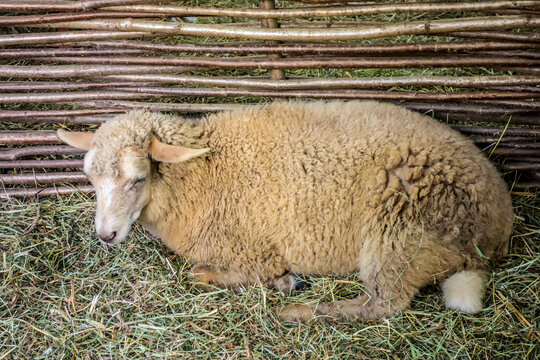 Lonely sheep lies on hay in a corral of twigs
