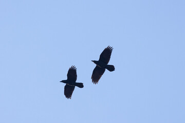 Kolkrabe (Corvus corax)