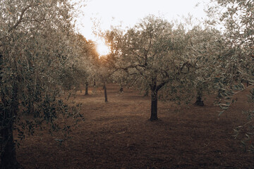 ulivi al tramonto. alberi di olive con rami e foglie con le olive pronte per essere raccolte e farci l'olio.
campagna toscana, Italia, in primavera estate al tramonto.
