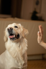 golden retriever dog