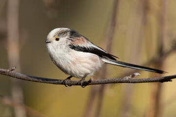 Schwanzmeise (Aegithalos caudatus) 