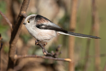 Fototapeta premium Schwanzmeise (Aegithalos caudatus)
