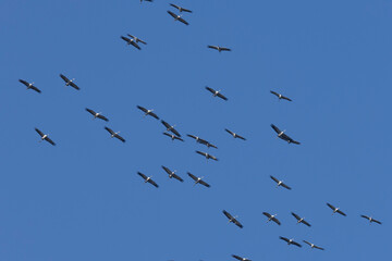 Kranich (Grus grus)