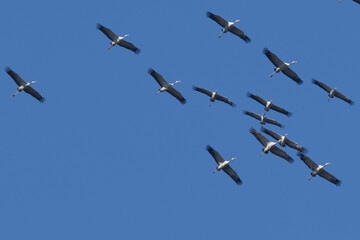 Kranich (Grus grus)