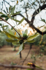 ulivi al tramonto. alberi di olive con rami e foglie con le olive pronte per essere raccolte e...